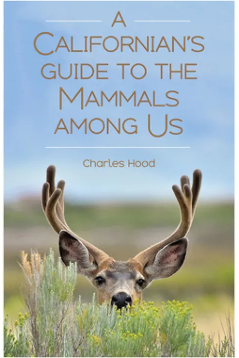A Californian's Guide to the Mammals among Us