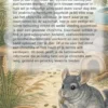 Alles over Chinchillas als Huisdier