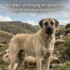 Alles over de Anatolische Herder