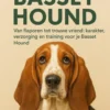 Alles over de Basset Hound