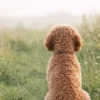 Alles over de Cockapoo