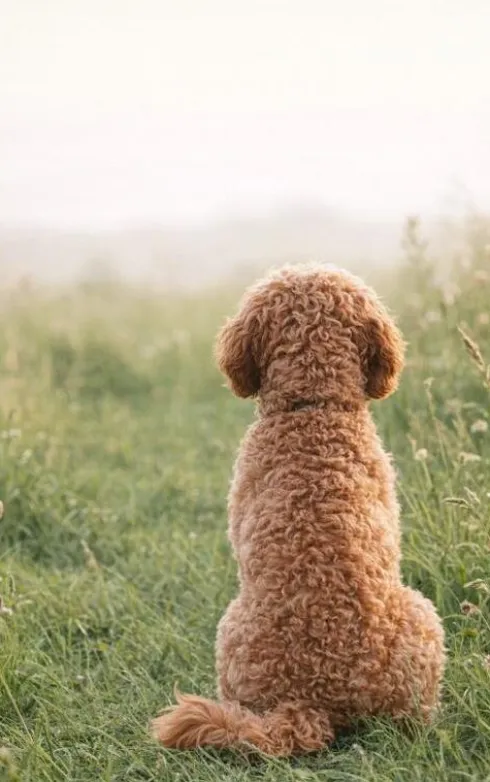 Alles over de Cockapoo