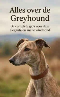 Alles over de Greyhound