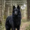 Alles over de Groenendaeler