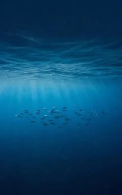 Alles over de Oceanen
