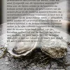 Alles over de Oester