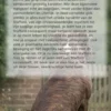 Alles over de Stafford