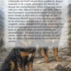 Alles over de Tibetaanse Mastiff