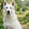 Alles over de Witte Herder