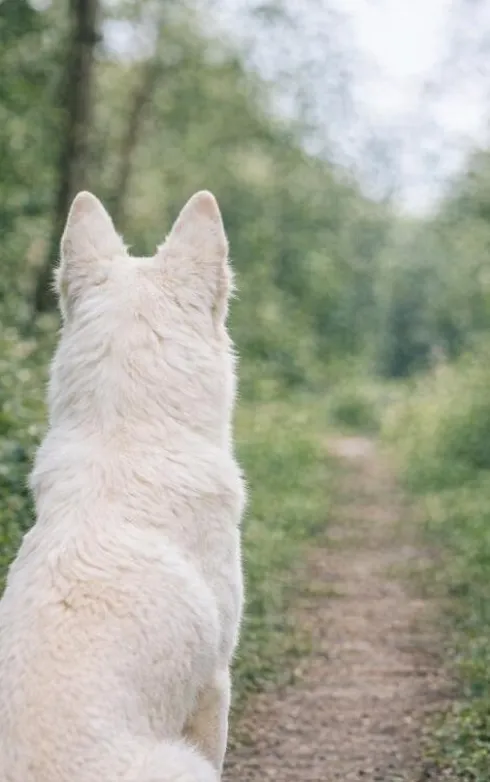 Alles over de Witte Herder