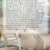 Alles over Dwergkonijnen
