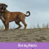 Bad dog Dakota