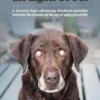 Bessie's Story - Watching the Lights Go Out