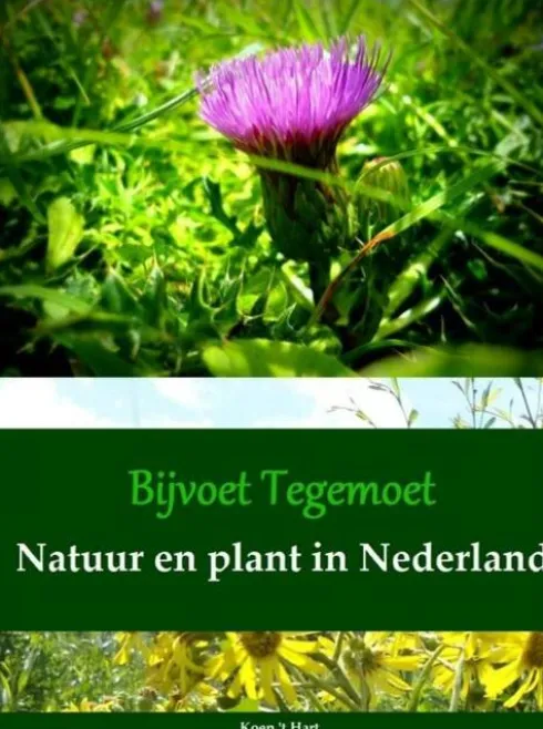 Bijvoet Tegemoet