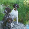 Choosing, Living With & Loving The German Shorthaired Pointer