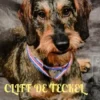 Cliff de Teckel, een hond van goud