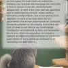 De Beginnersgids voor Chinchillaverzorging