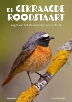 De gekraagde roodstaart