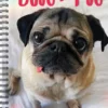 Doug the Pug 2026 Engagement Calendar