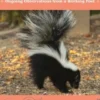 Everything But the Kitchen Skunk: Ongoing Observations from a Working Poet