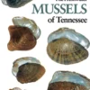 Freshwater Mussels Tennessee