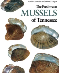 Freshwater Mussels Tennessee