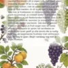 Fruittuin voor Beginners