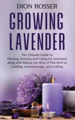 Growing Lavender