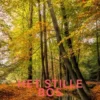 Het stille bos