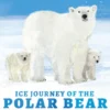 Ice Journey of the Polar Bear