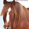 Is Your Horse a Rock Star?: Understanding Your Horse's Personality