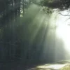 Leven in het licht