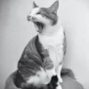 Miauw