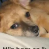 Mijn baas en ik