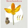 Nova Flora Neerlandica deel 3 - Lis-, Narcis- en Lelieachtigen