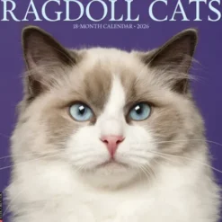 Ragdoll Cats 2026 Wall Calendar
