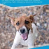 Rat Terrier Training Guide Rat Terrier Training Includes