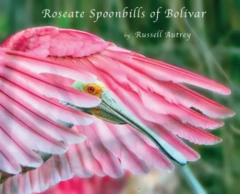 Roseate Spoonbills of Bolivar
