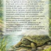 Schildpadden houden