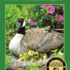 Secret Lives of Wild Canada Geese