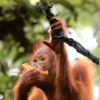 Sumatra