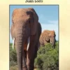 The Adventures and Misadventures of Juan Loco