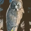 The Laws Field Guide to Sierra Birds