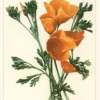 The Vintage Journal California Poppy, Big Sur