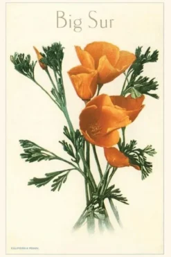 The Vintage Journal California Poppy, Big Sur