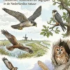 Van valk tot uil - Alle roofvogels van Nederland
