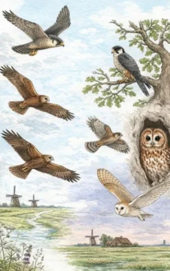 Van valk tot uil - Alle roofvogels van Nederland