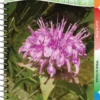 Wildflowers of the Northeast