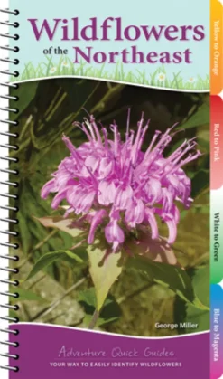 Wildflowers of the Northeast